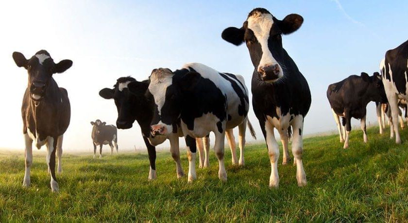 Funding the future of rural businesses